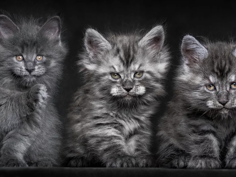котята, мей-кун, серые, трио