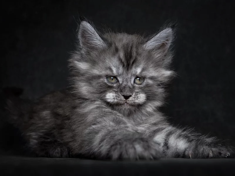 котёнок, мей-кун
