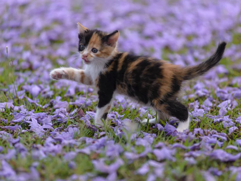 котёнок, малыш, лепестки