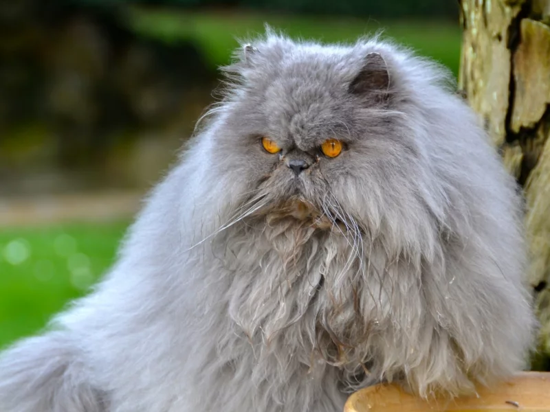 кот, взгляд