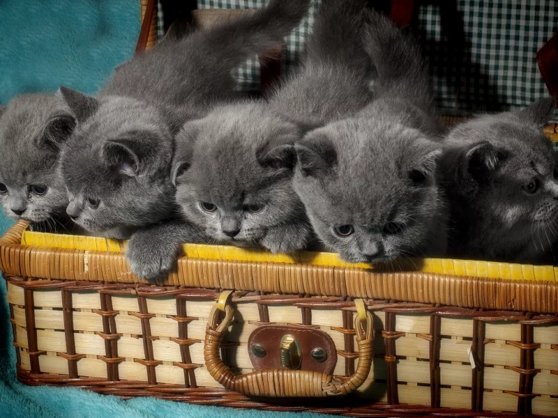 котята, чемодан