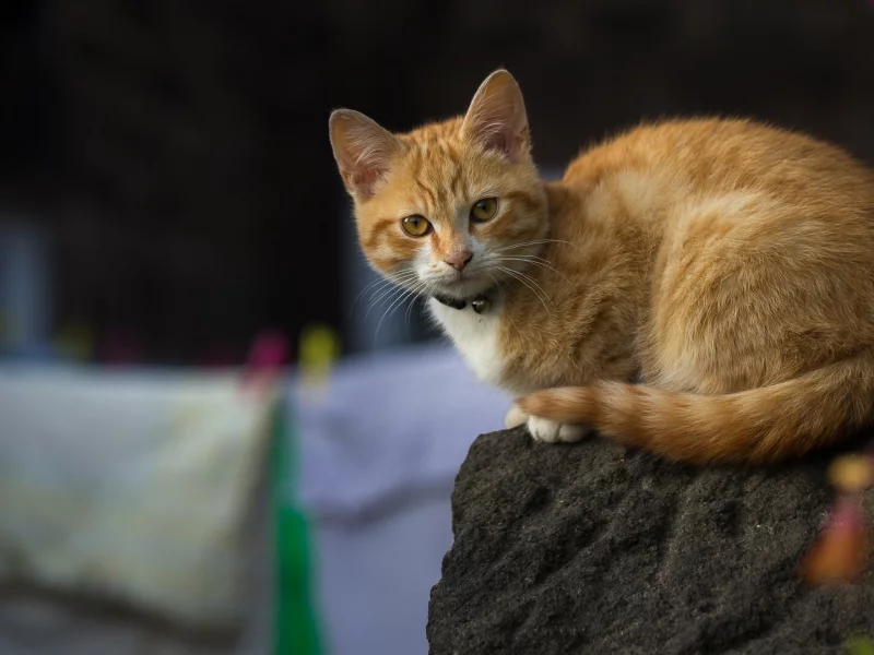 кошка, рыжая, взгляд