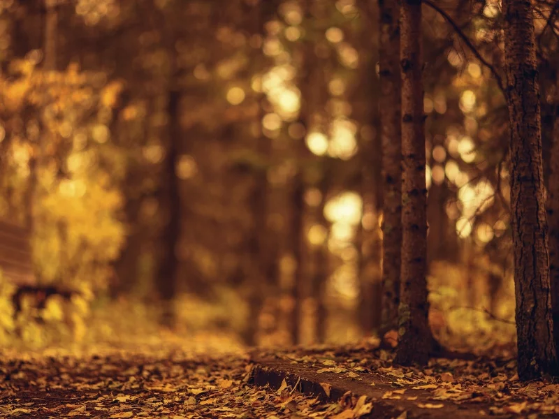 деревья, листочки, листья, autumn, дерево, осень, природа