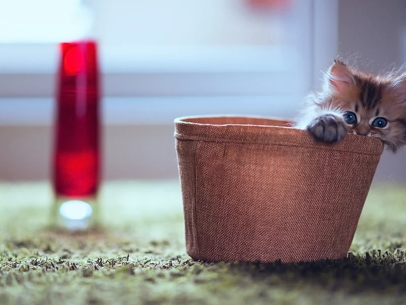 котенок, маленький, коробка, взгляд, игра
