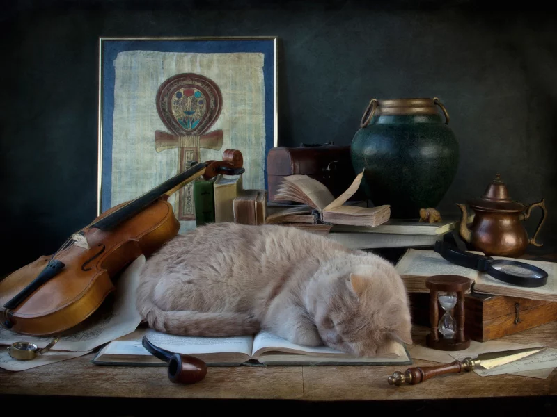 кошка, книга, сон, скрипка, трубка