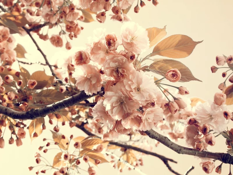 природа, nature, винтаж, vintage, ветки, цветы, листья, лепестки, цветение, лето