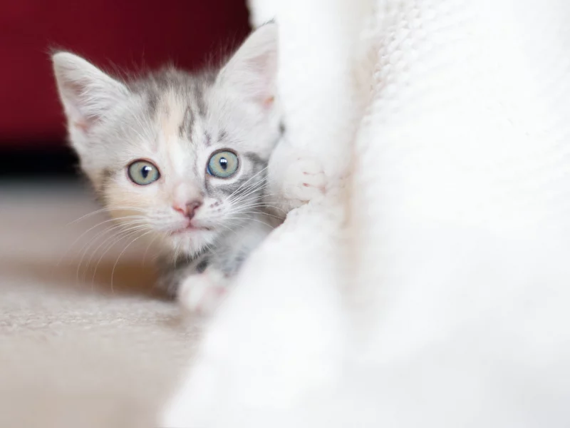 малыш, котенок, взгляд, трехцветный