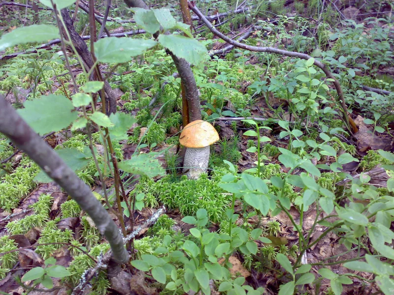 Грибы, лес
