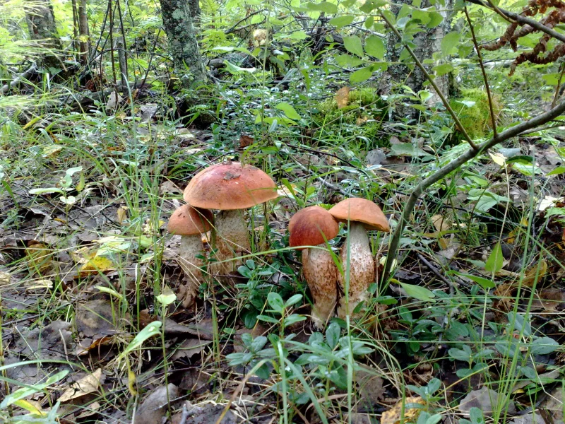 Грибы, лес