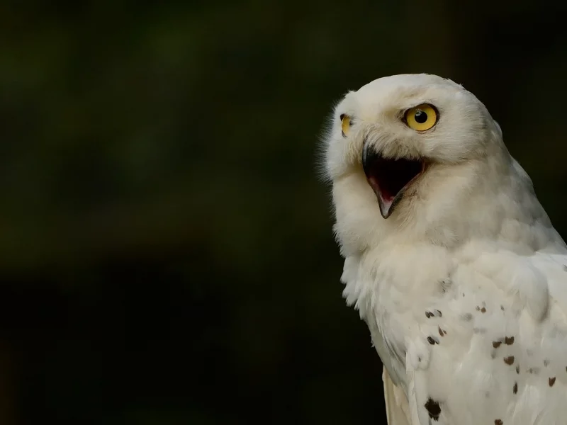 полярная сова, белая сова, snowy owl