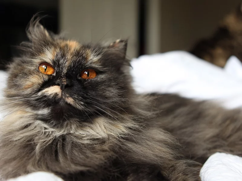 кот, кошка