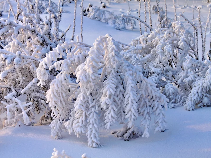 зима, снег