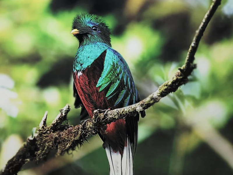 Quetzal, guatemala