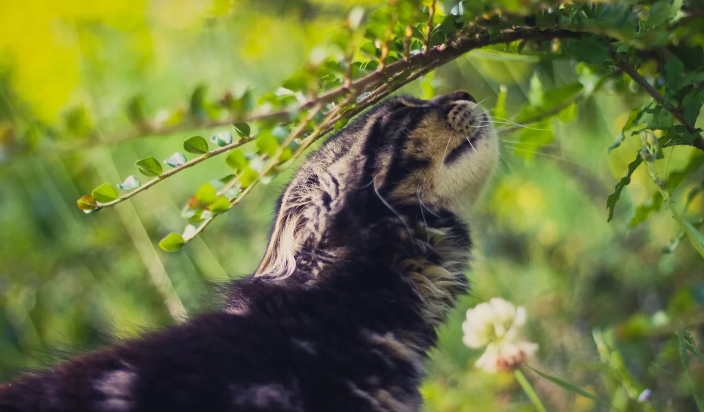 кот, зелень