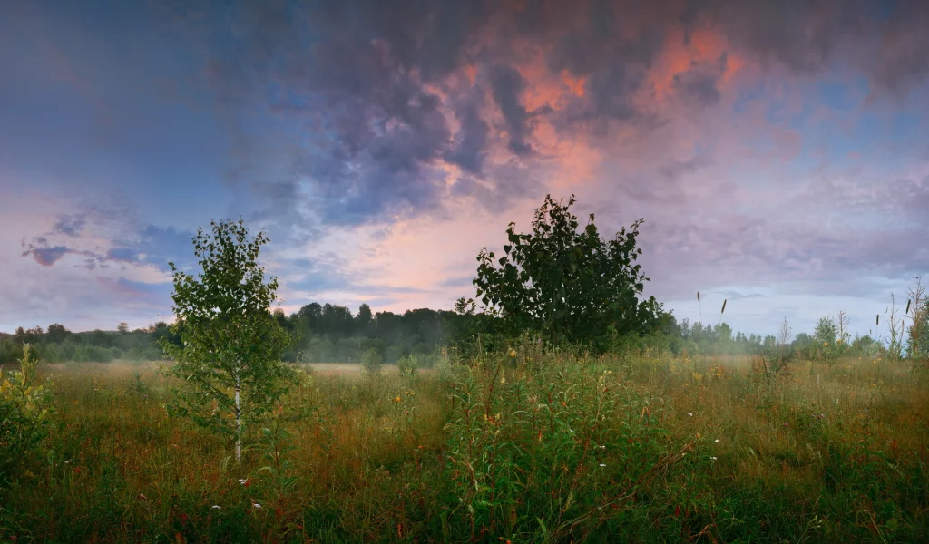 утро, трава, поляна, деревья, лес, березка, лето