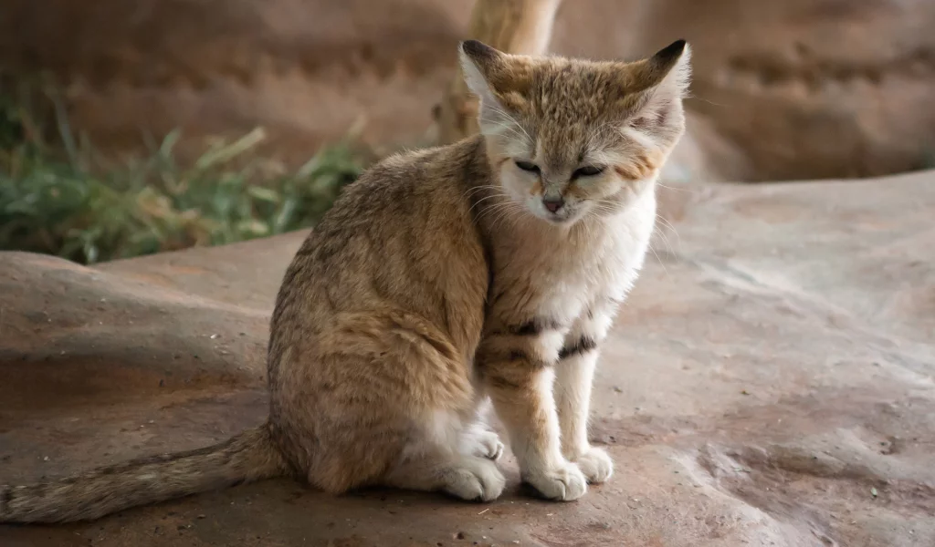 спит, дикая, кошка, камень, хищник