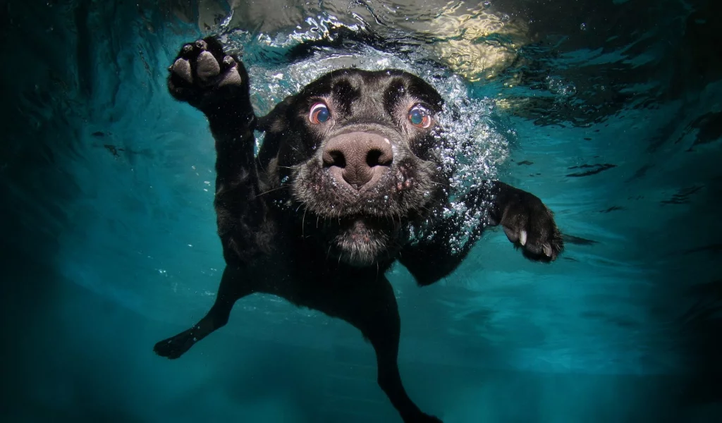 собака, вода