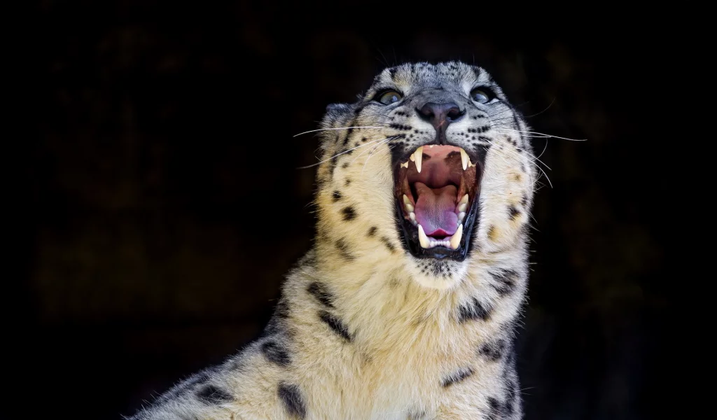 оскал, дикая кошка, snow leopard, снежный барс, ирбис, хищник