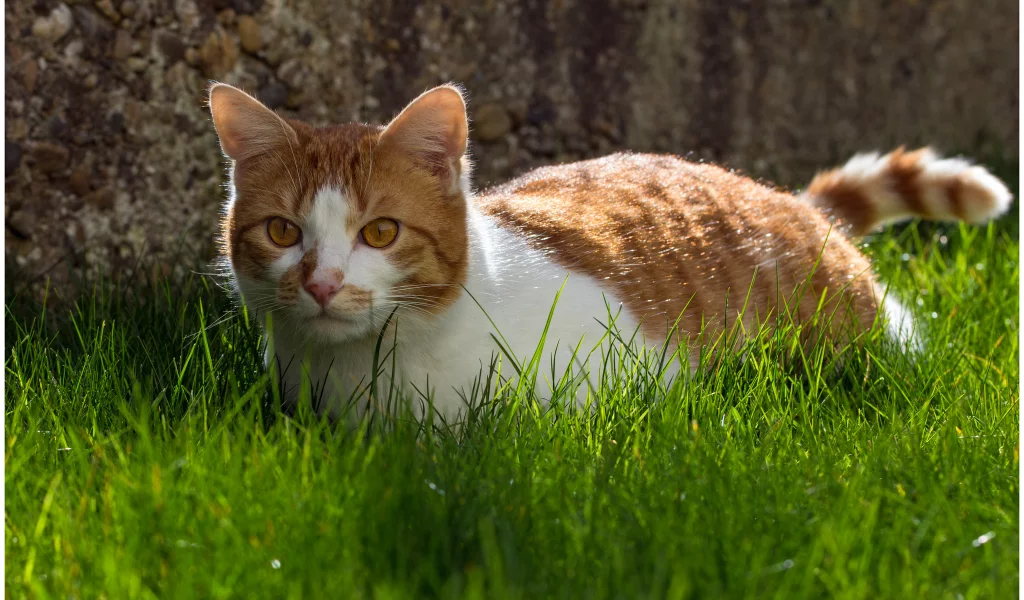 животное, обои, кот, animal, кошка, cat, grass, фон, трава