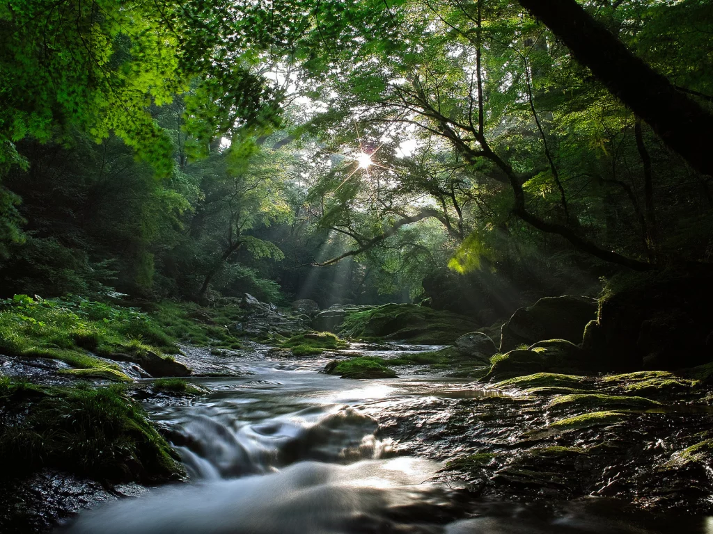лес, река