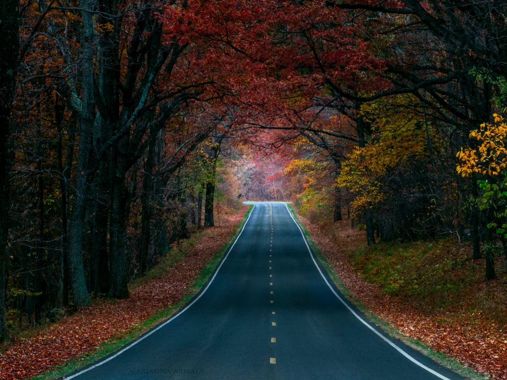 лес, осень, краски, деревья, природа, дорога
