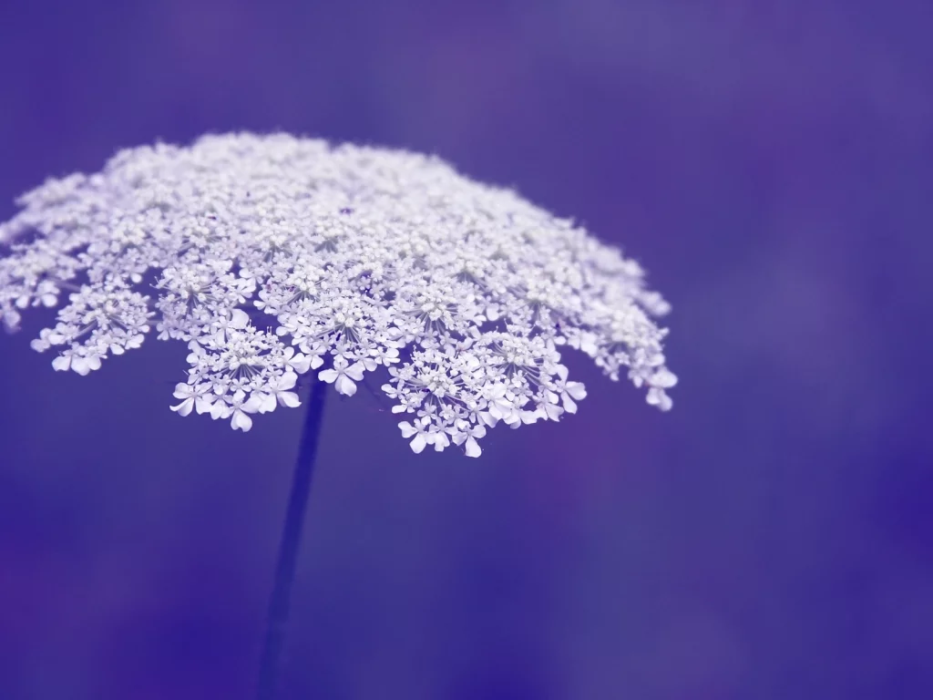 flower, фиолетовый, macro, цветы, фон, цветочки, макро, flowers