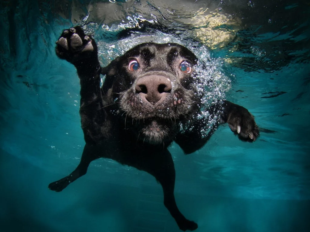 собака, вода