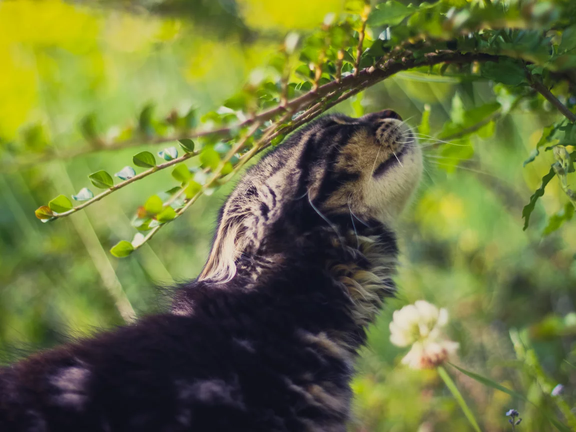 кот, зелень