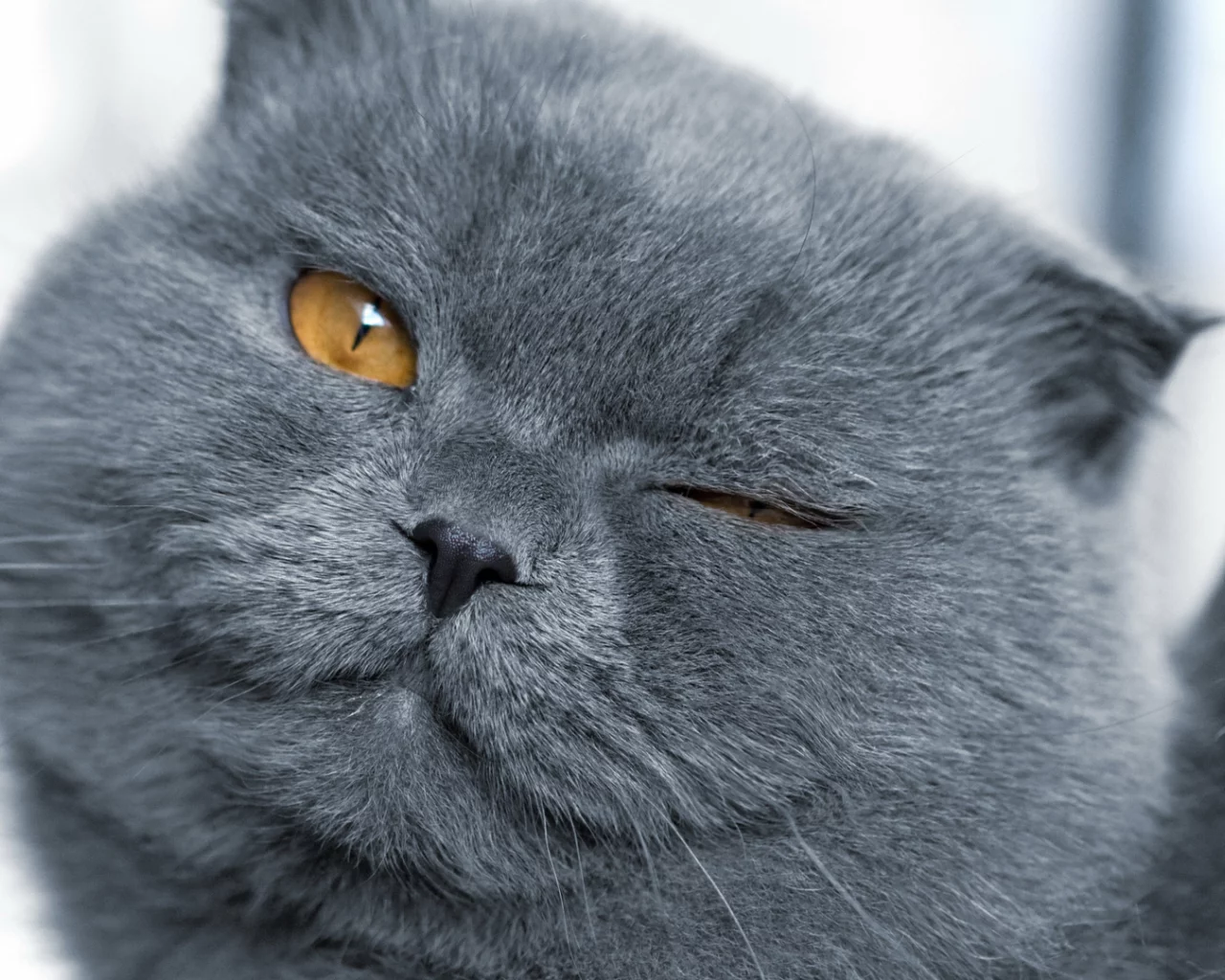 глаза, морда, кошка, шерсть, кот