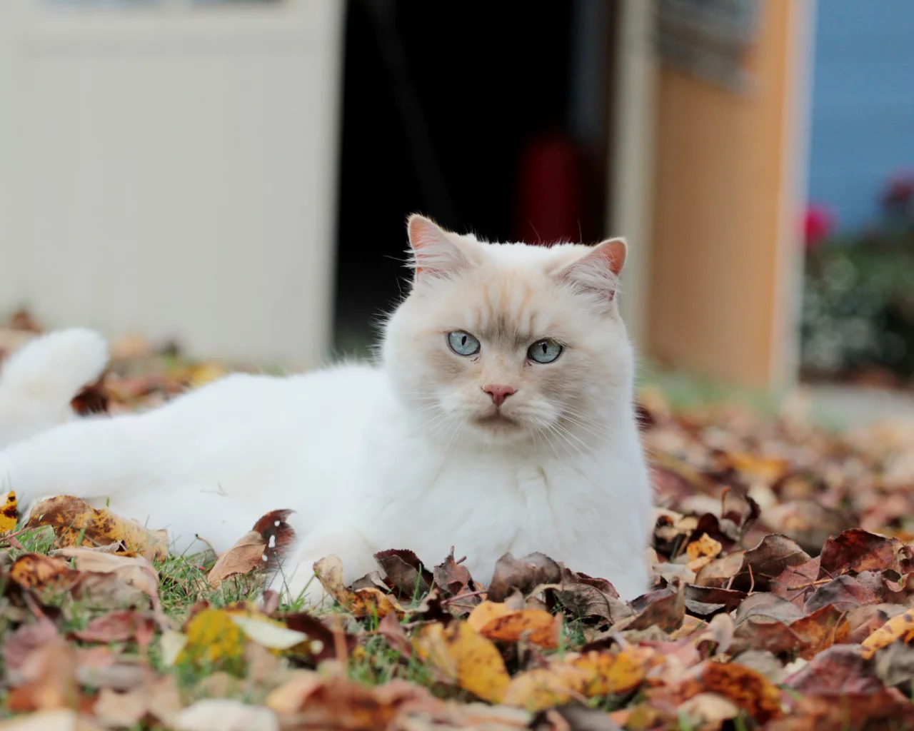 взгляд, осенние, листья, белая, опавшие, кошка