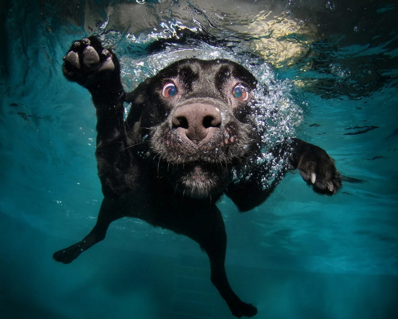 собака, вода