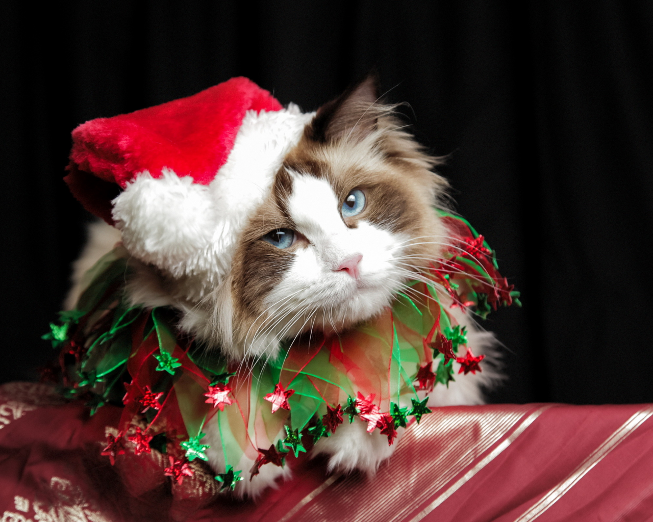 cute, christmas, costume, cat
