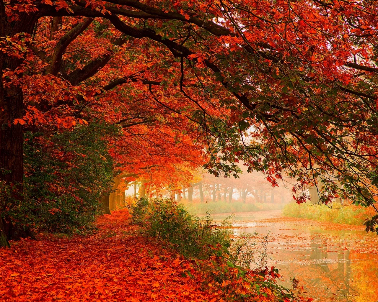 autumn, forest, nature, trees, листья, water, leaves, hdr, walk, river, деревья