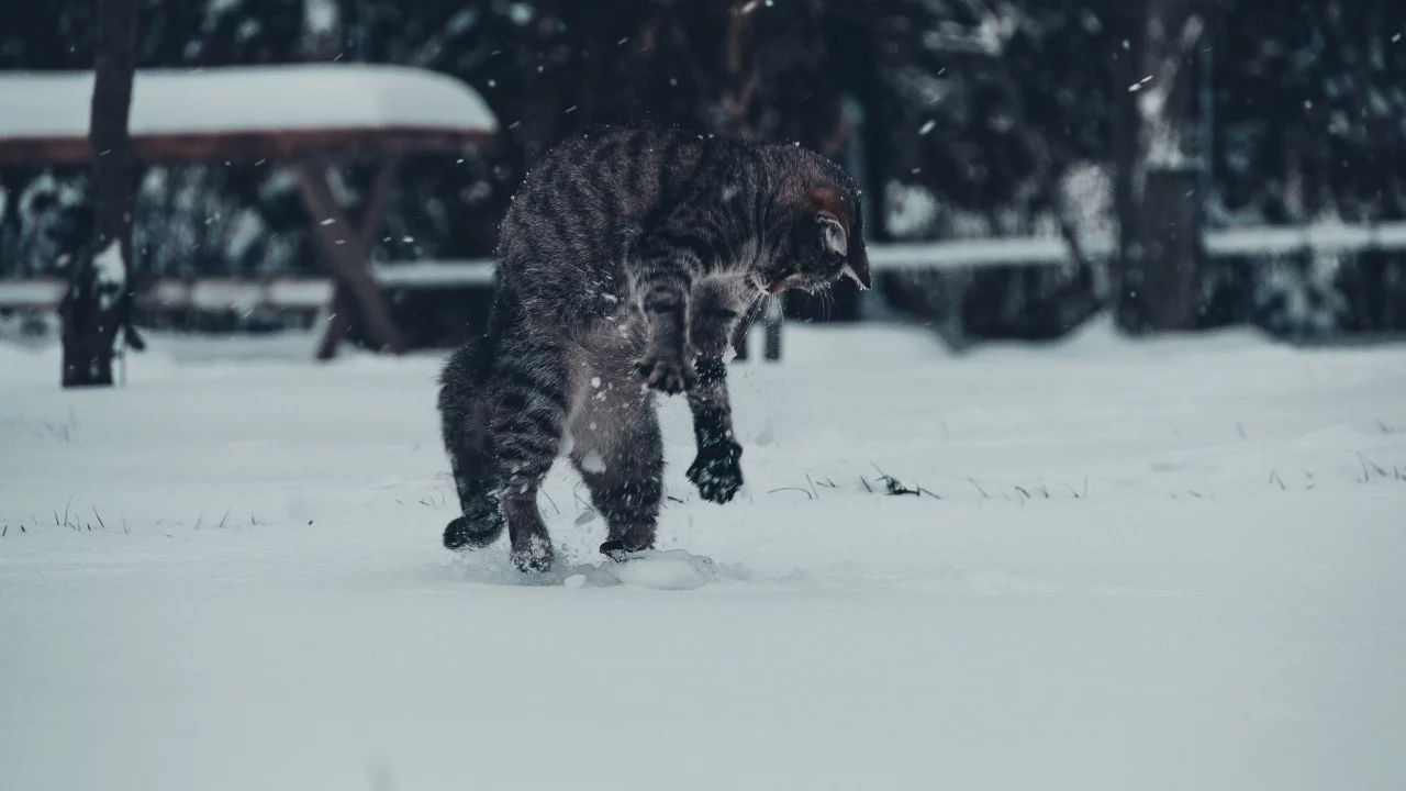 кот, игра