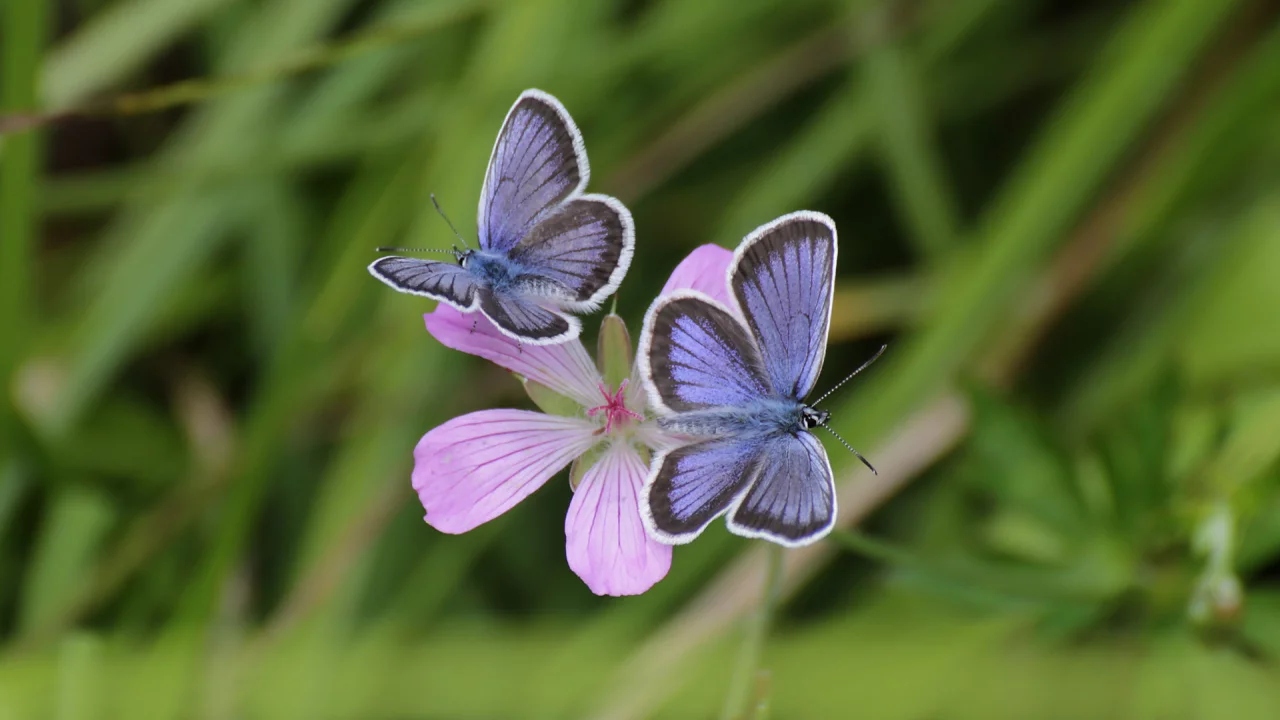 бабочки, butterfly, macro, макро, боке, bokeh, цветок, трава, flower