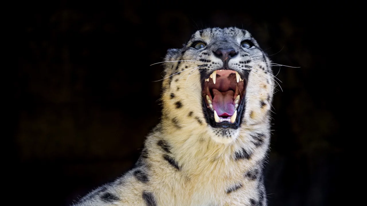 оскал, дикая кошка, snow leopard, снежный барс, ирбис, хищник