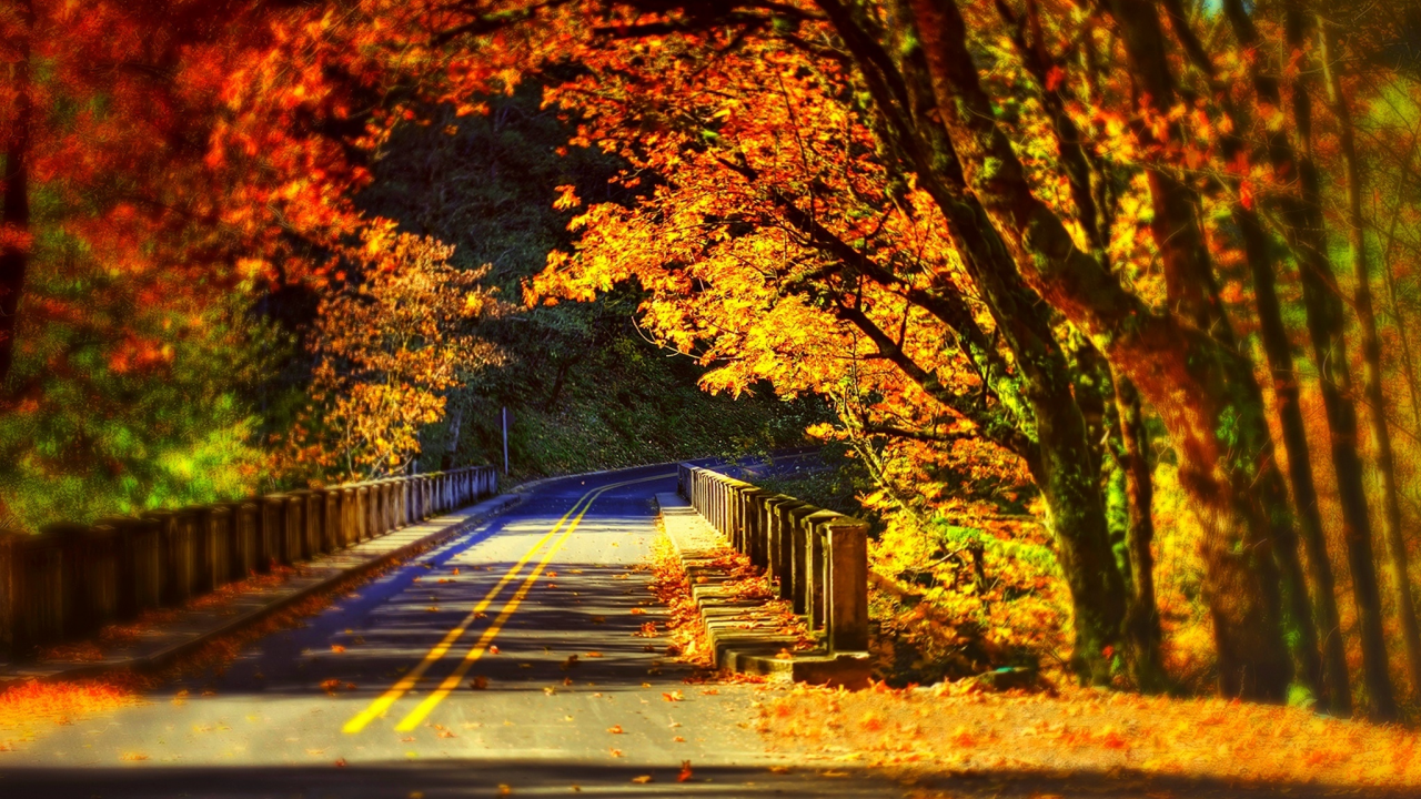 road, bridge, park, forest, fall, autumn, walk, colorful, trees, colors, path, leaves, nature