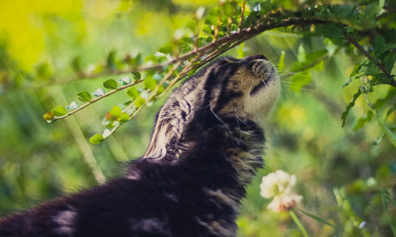 кот, зелень