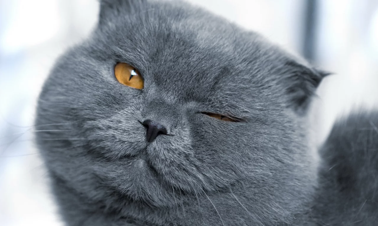 глаза, морда, кошка, шерсть, кот