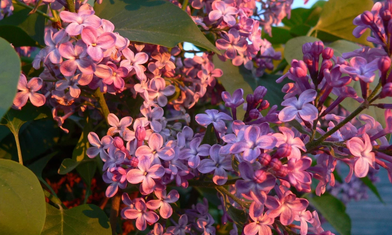 сирень, цветы
