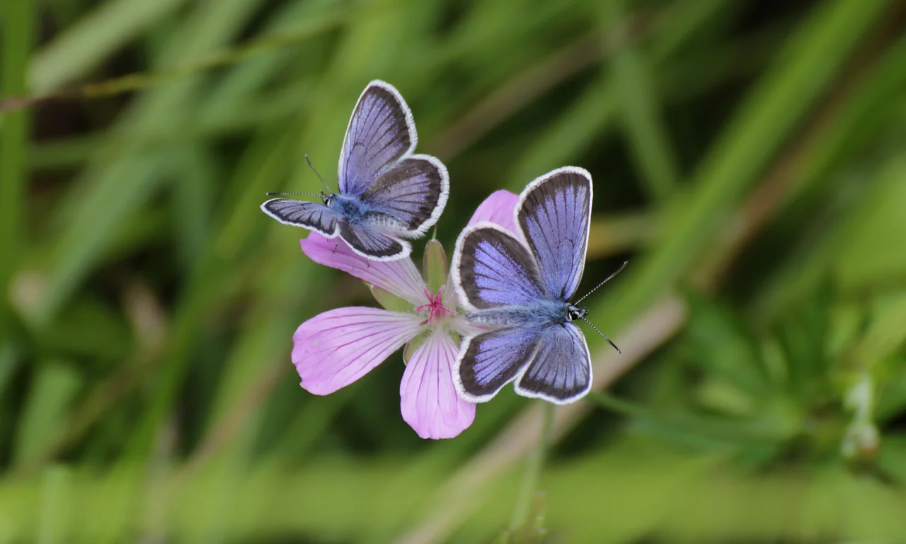 бабочки, butterfly, macro, макро, боке, bokeh, цветок, трава, flower