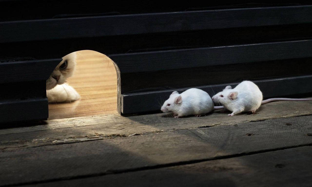 Кошка, мыши, норка, взгляд.