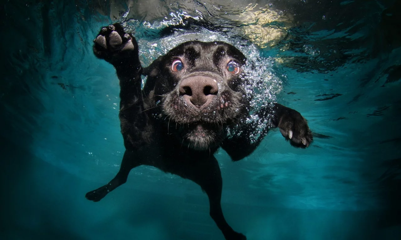 собака, вода