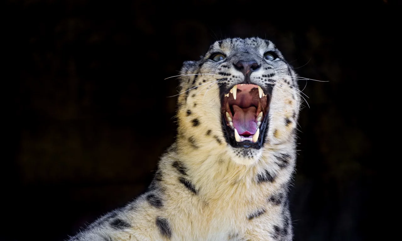 оскал, дикая кошка, snow leopard, снежный барс, ирбис, хищник