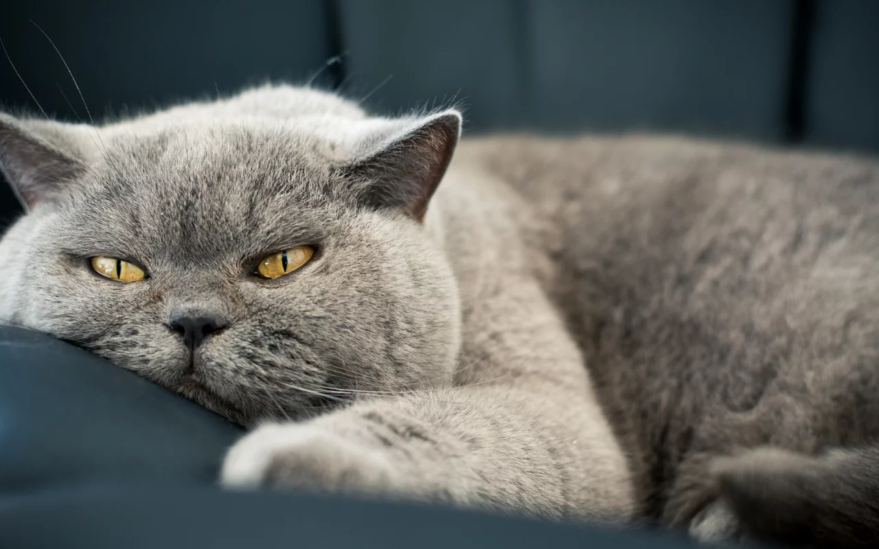 кошак, глаза, морда, кошка, шерсть, кот