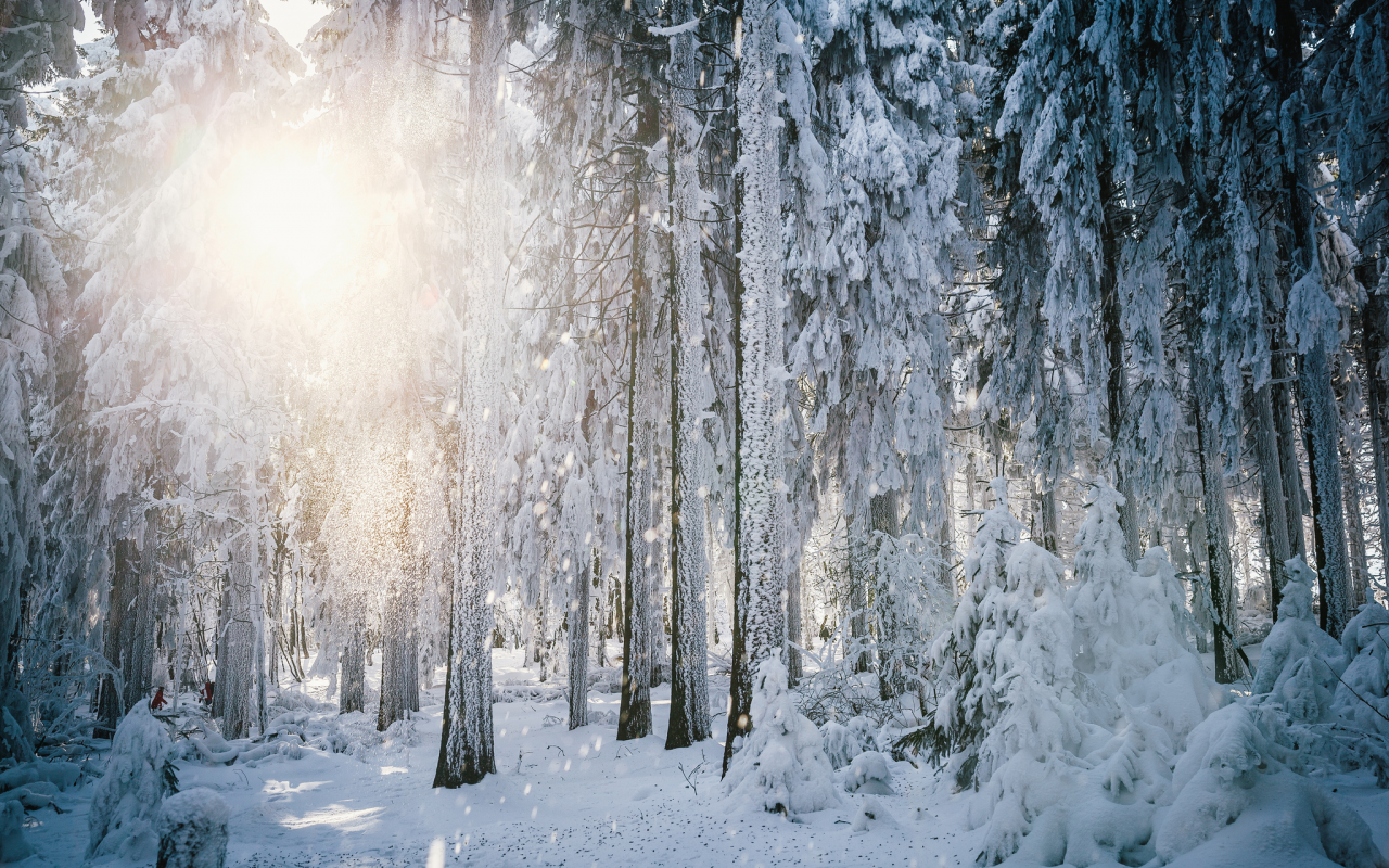 снег, зима, иней, деревья, лес, солнце, свет, гессен