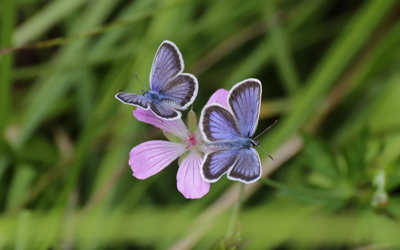 бабочки, butterfly, macro, макро, боке, bokeh, цветок, трава, flower