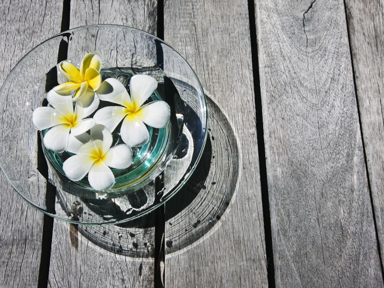 плюмерии, цветочки, плюмерия, цветы, франжипани