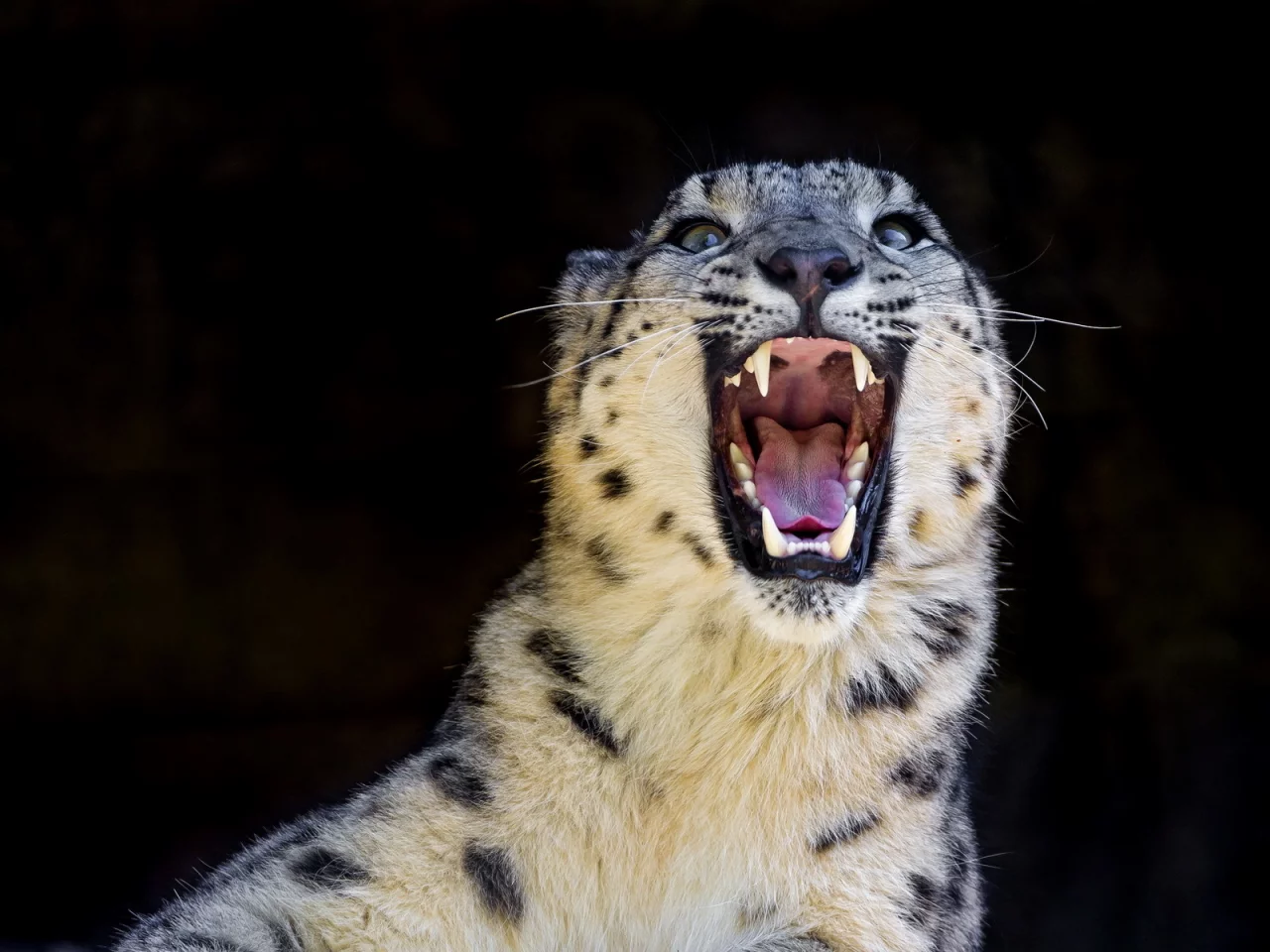 оскал, дикая кошка, snow leopard, снежный барс, ирбис, хищник