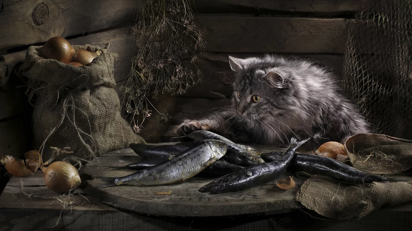 рыба, удача, кошка